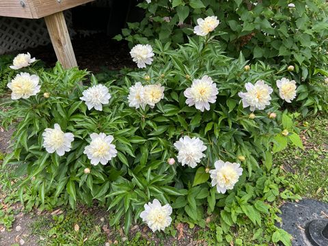 Tiny photo for 932 Circle Avenue, Forest Park, IL 60130 (MLS # 12540452)