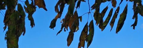 Tiny photo for 1782 Callander Trail, Yorkville, IL 60560 (MLS # 12506548)