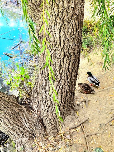 Tiny photo for 1736 Brookwood Road, Lisle, IL 60532 (MLS # 12494377)