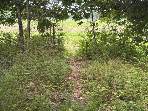 Tiny photo for 1669 US Highway 45 Highway, Cisne, IL 62823 (MLS # 12663662)