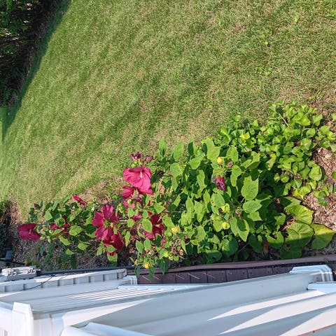 Tiny photo for 607 W 7th Street, Sterling, IL 61081 (MLS # 12732784)
