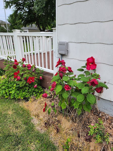 Tiny photo for 607 W 7th Street, Sterling, IL 61081 (MLS # 12732784)
