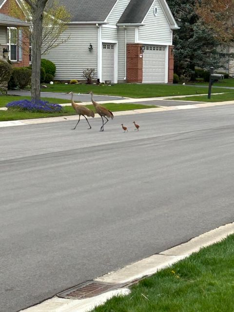 Tiny photo for 12597 Oak Grove Drive, Huntley, IL 60142 (MLS # 12574590)