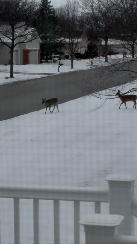 Tiny photo for 12597 Oak Grove Drive, Huntley, IL 60142 (MLS # 12574590)