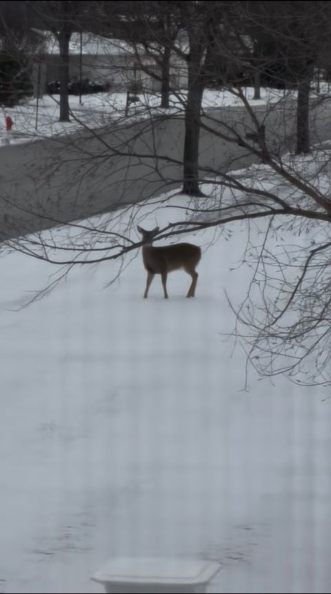 Tiny photo for 12597 Oak Grove Drive, Huntley, IL 60142 (MLS # 12574590)