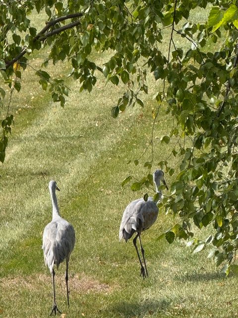 Tiny photo for 12597 Oak Grove Drive, Huntley, IL 60142 (MLS # 12574590)