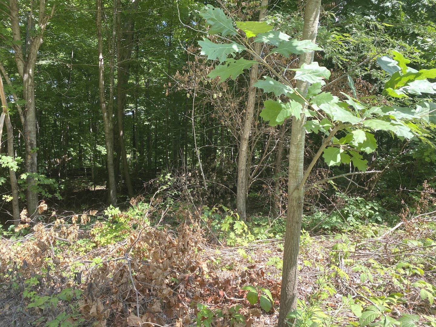 Pembroke Twp, Illinois 60958, United States, ,Land,Active,220539