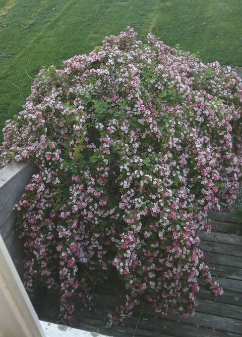 Tiny photo for 1928 Blackthorn Drive #1, Champaign, IL 61821 (MLS # 12521534)