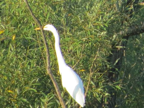 Tiny photo for 2258 Clearbrook Court, Wauconda, IL 60084 (MLS # 12579900)