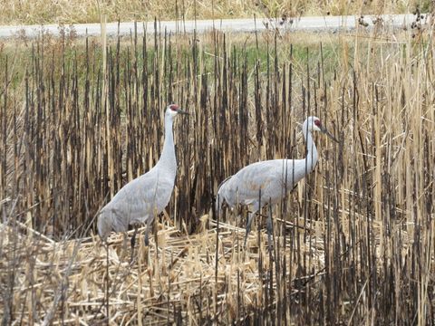 Tiny photo for 2258 Clearbrook Court, Wauconda, IL 60084 (MLS # 12579900)