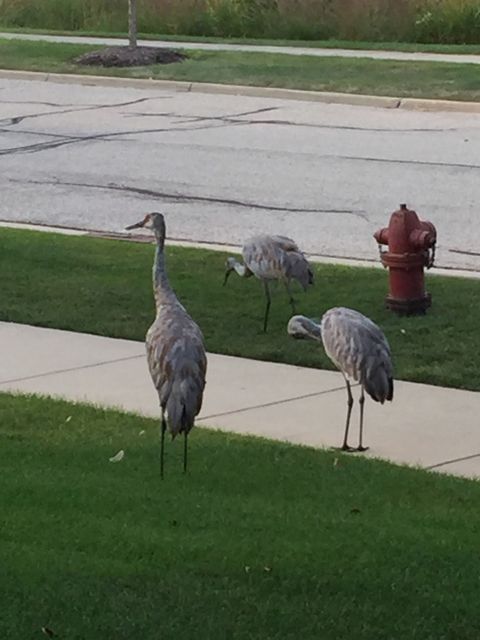 Tiny photo for 2258 Clearbrook Court, Wauconda, IL 60084 (MLS # 12579900)