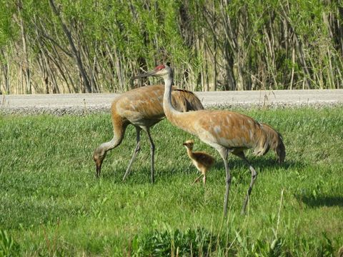 Tiny photo for 2258 Clearbrook Court, Wauconda, IL 60084 (MLS # 12579900)