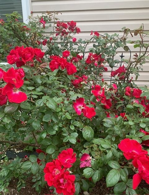 Tiny photo for 1616 STANTON Lane, Plainfield, IL 60586 (MLS # 12561213)