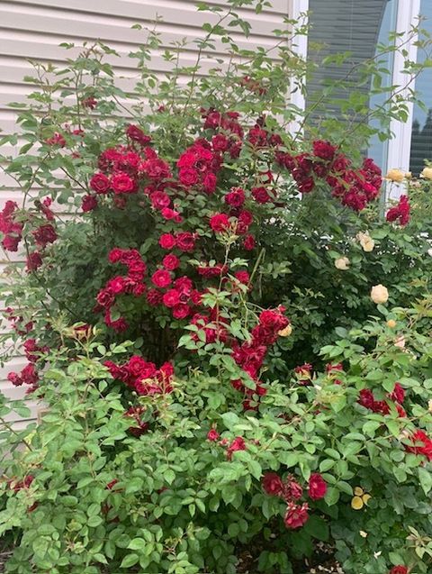 Tiny photo for 1616 STANTON Lane, Plainfield, IL 60586 (MLS # 12561213)