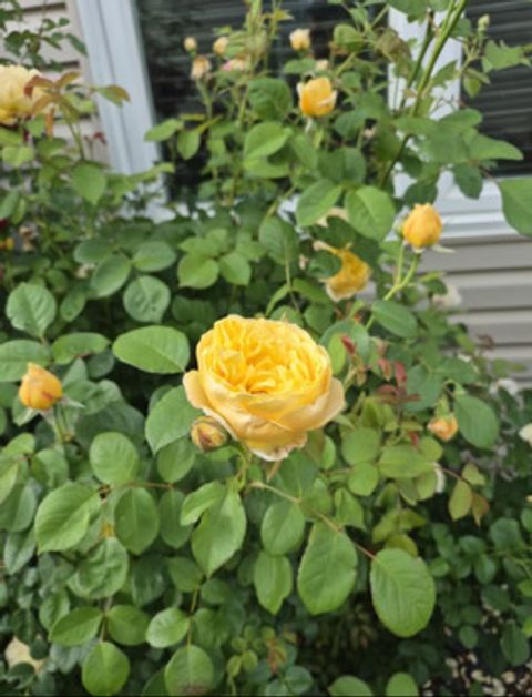 Tiny photo for 1616 STANTON Lane, Plainfield, IL 60586 (MLS # 12561213)