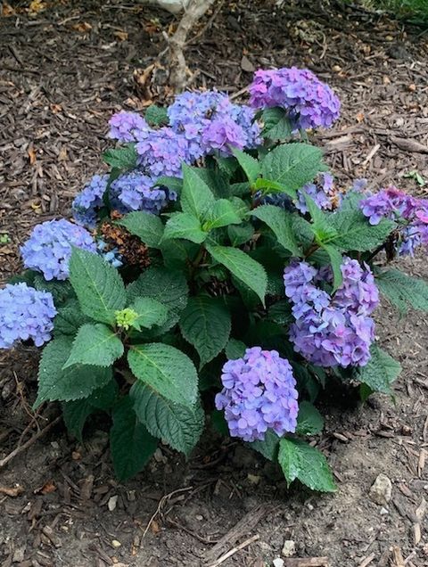 Tiny photo for 1616 STANTON Lane, Plainfield, IL 60586 (MLS # 12561213)