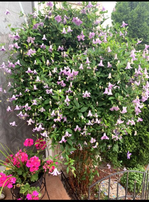 Tiny photo for 1616 STANTON Lane, Plainfield, IL 60586 (MLS # 12561213)