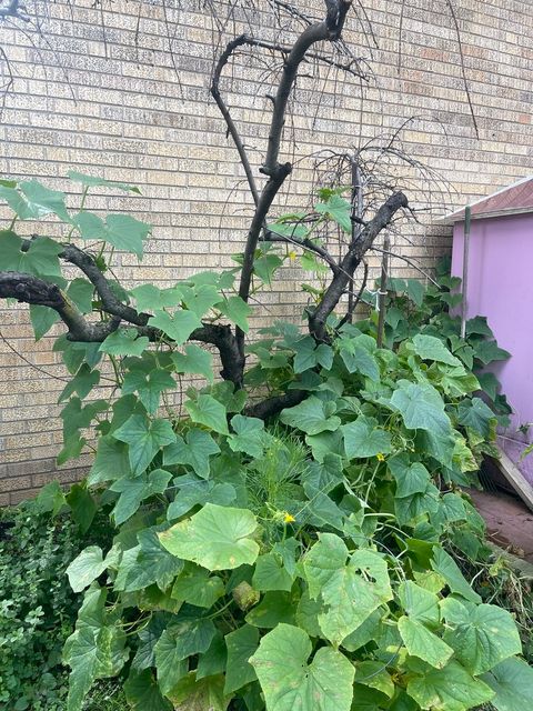 Tiny photo for 6028 N Winchester Avenue, Chicago, IL 60660 (MLS # 12461284)