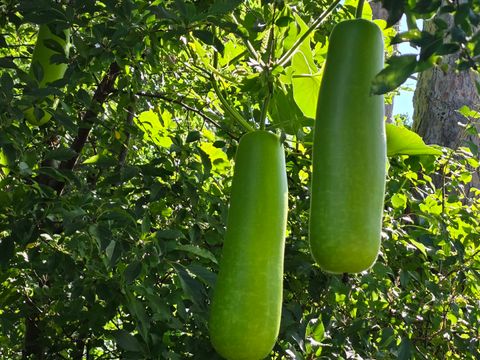 Tiny photo for 88 Gromer Road, Elgin, IL 60120 (MLS # 12622673)