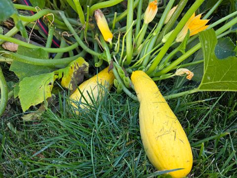 Tiny photo for 88 Gromer Road, Elgin, IL 60120 (MLS # 12622673)