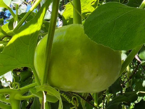 Tiny photo for 88 Gromer Road, Elgin, IL 60120 (MLS # 12622673)