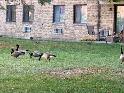 Tiny photo for 5600 N Astor Lane #116, Rolling Meadows, IL 60008 (MLS # 12785552)