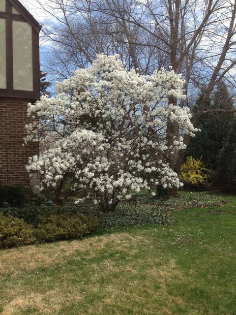 Tiny photo for 4925 Grand Avenue, Western Springs, IL 60558 (MLS # 12539900)