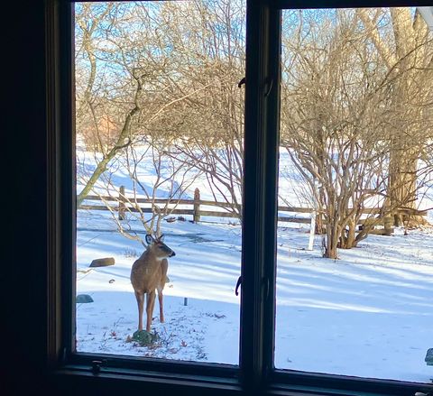 Tiny photo for 764 Boal Parkway, Winnetka, IL 60093 (MLS # 12451416)