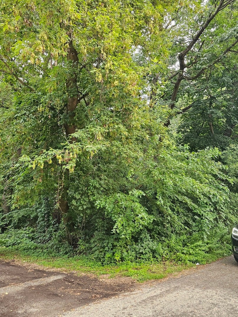 35 Ridgeland Avenue