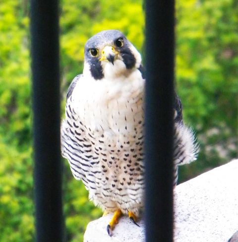 Tiny photo for 400 E Randolph Street #1515, Chicago, IL 60601 (MLS # 12579924)