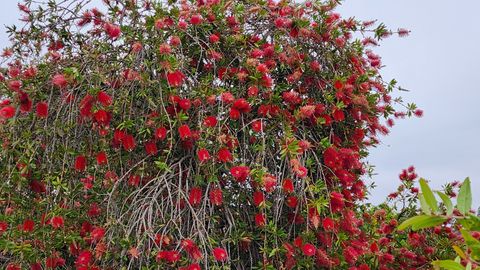 Tiny photo for 1770 W Windmill Court, Addison, IL 60101 (MLS # 12548975)