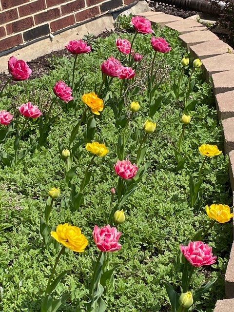 Tiny photo for 1770 W Windmill Court, Addison, IL 60101 (MLS # 12548975)