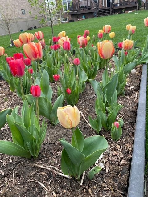 Tiny photo for 1770 W Windmill Court, Addison, IL 60101 (MLS # 12548975)