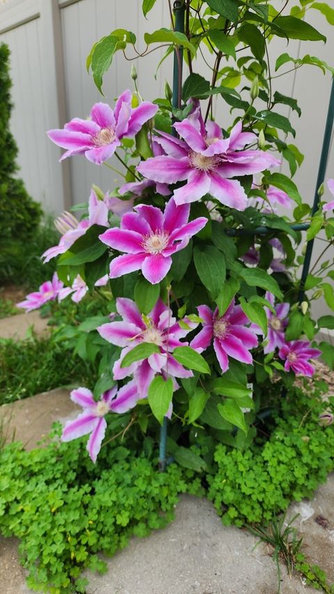 Tiny photo for 1770 W Windmill Court, Addison, IL 60101 (MLS # 12548975)