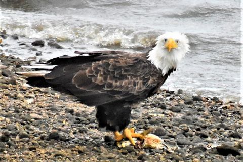 Tiny photo for 4713 E Lake Shore Drive, Wonder Lake, IL 60097 (MLS # 12589272)