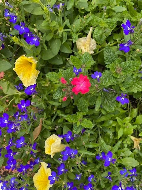 Tiny photo for 911 Travers Lane, Flossmoor, IL 60422 (MLS # 12464294)