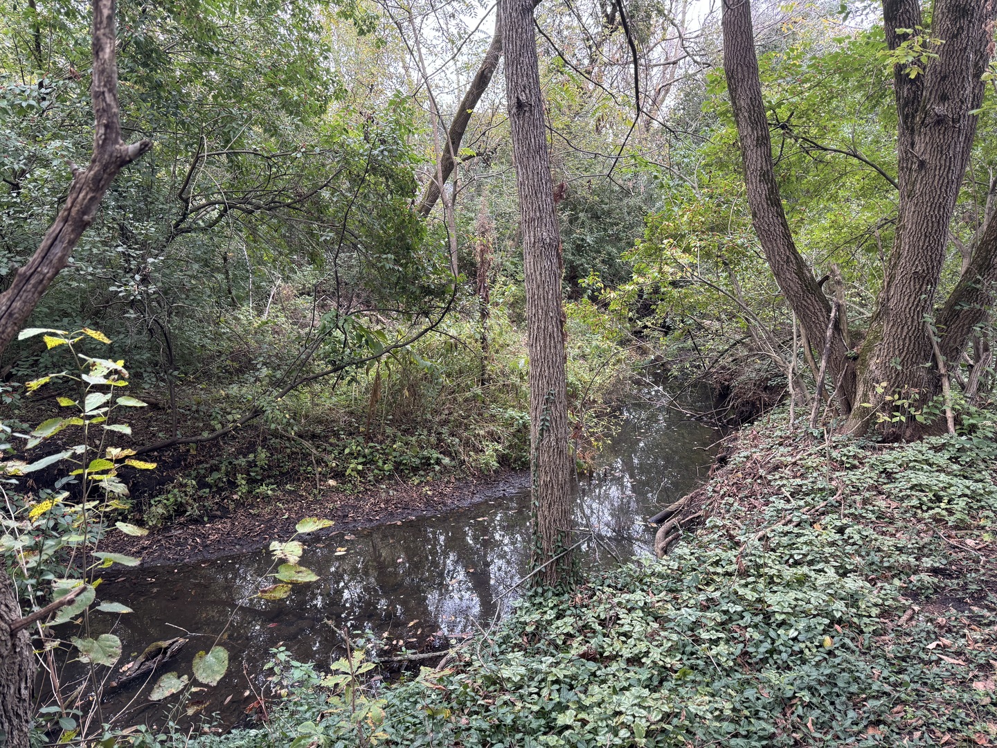 42W613 Meadowsweet Drive