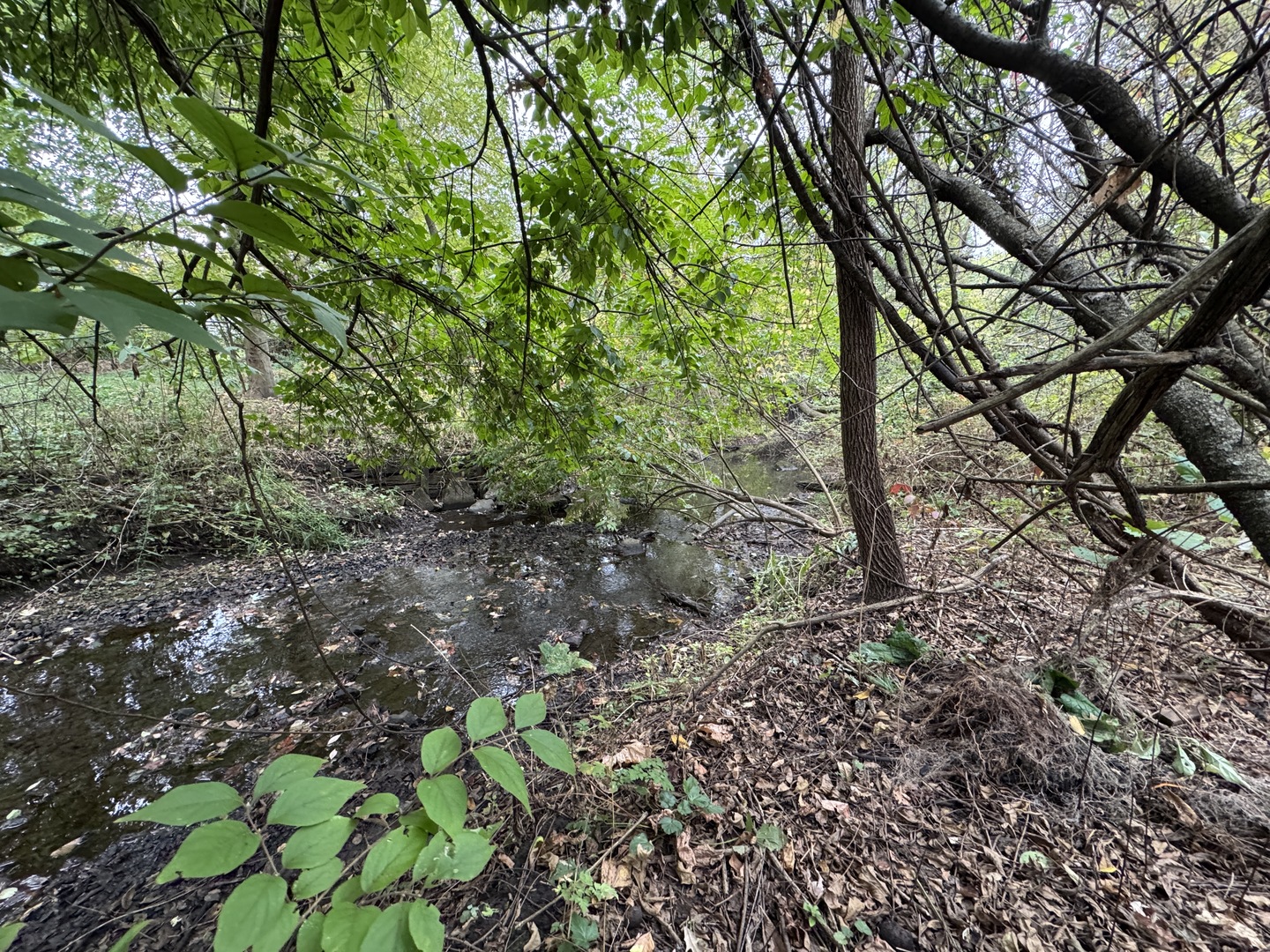 42W613 Meadowsweet Drive