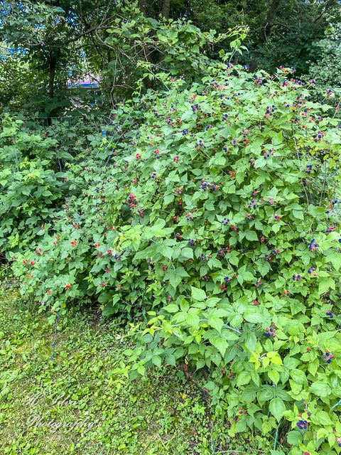 Tiny photo for 8106 Maple Street, Marengo, IL 60152 (MLS # 12571632)