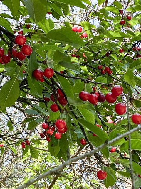 Tiny photo for 8106 Maple Street, Marengo, IL 60152 (MLS # 12571632)