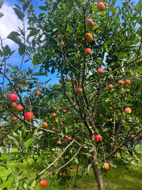 Tiny photo for 1045 Browning Lane, Lake Zurich, IL 60047 (MLS # 12570863)