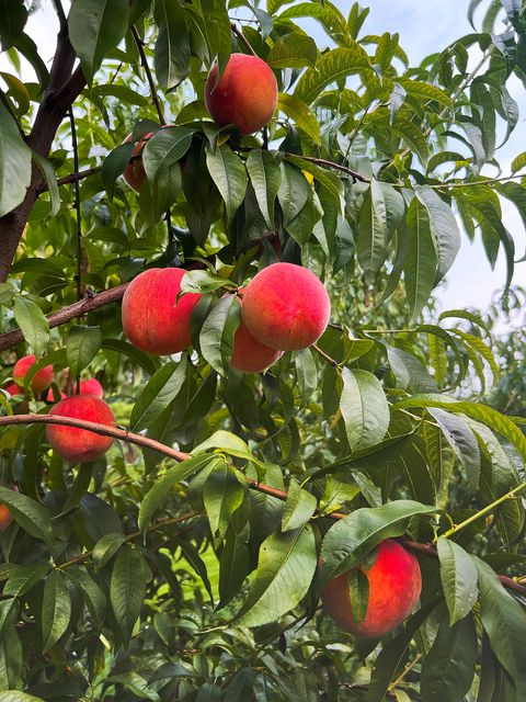 Tiny photo for 1045 Browning Lane, Lake Zurich, IL 60047 (MLS # 12570863)