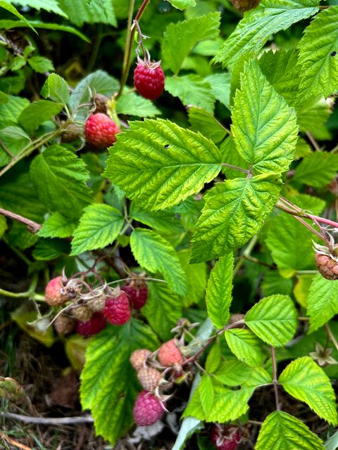 Tiny photo for 1045 Browning Lane, Lake Zurich, IL 60047 (MLS # 12570863)