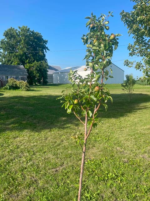 Tiny photo for 8268 Lyndon Road, Prophetstown, IL 61277 (MLS # 12693726)