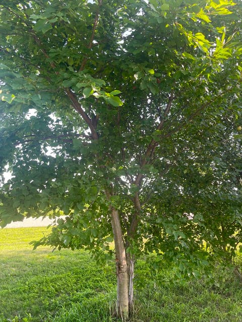 Tiny photo for 8268 Lyndon Road, Prophetstown, IL 61277 (MLS # 12693726)
