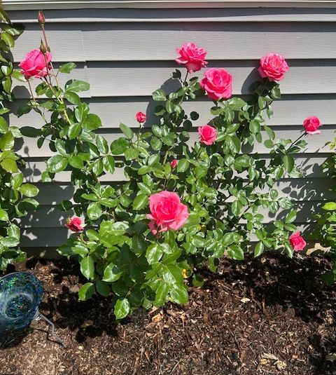 Tiny photo for 320 Sussex Lane, North Aurora, IL 60542 (MLS # 12561010)