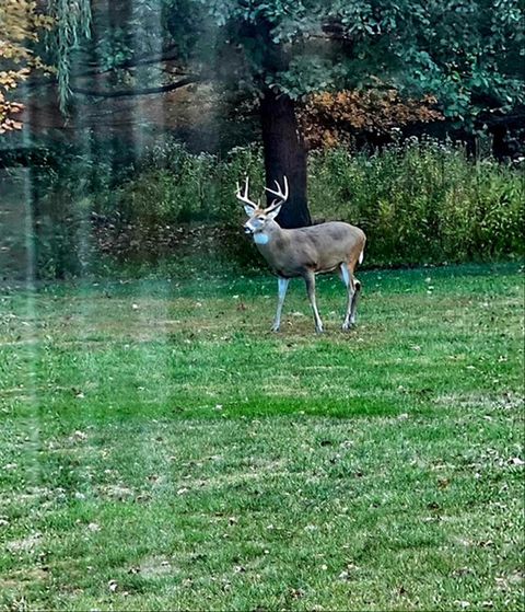 Tiny photo for 1307 Cross Creek Road, Mahomet, IL 61853 (MLS # 12628885)