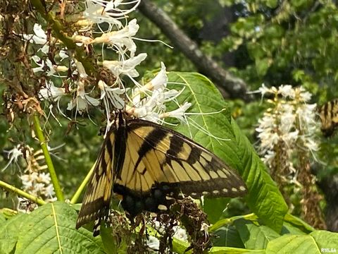 Tiny photo for 50 Hawthorn Hollow Road, Carbondale, IL 62903 (MLS # EB459959)