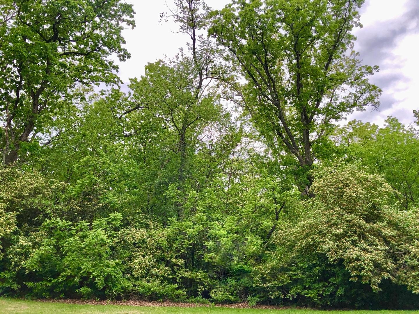 911 Echo (Lot 5) Trail