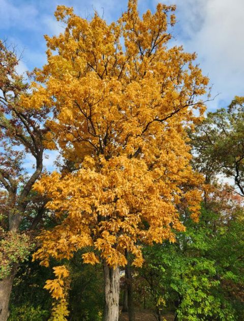 Tiny photo for 9215 S 83rd Avenue, Hickory Hills, IL 60457 (MLS # 12586745)